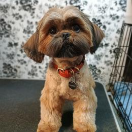 Pumpkin spice - Shih Tzu