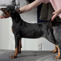 Maple - Black and rust female Doberman Pinscher puppy in Evans, West Virginia from Dobies of WV