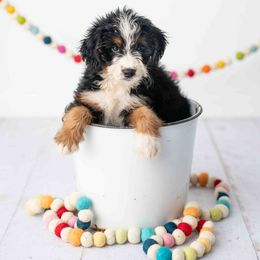 Willow - Tri-color female Bernedoodle puppy in Lititz, Pennsylvania from Sleepy Hollow Acres