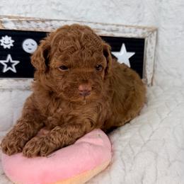 Honey - Red  female Poodle puppy in Florida from Adorable Toy-Miniature Poodles