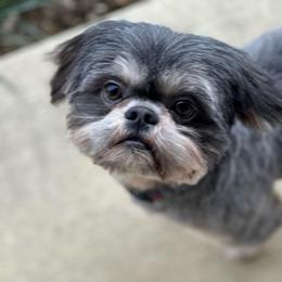 Bruno - Blue male Shih Tzu puppy in Kettering, Ohio from LaDawn’s Little Lions