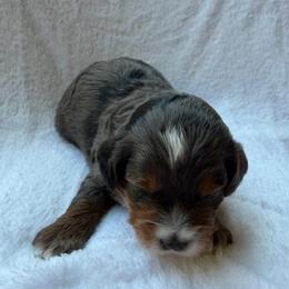 Dewdrop - Merle female Bernedoodle puppy in Statesville, North Carolina from Loves legacy Doodles