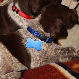 Blue - Liver roan male German Shorthaired Pointer puppy in Ozark, Alabama from Judy Creek GSP's