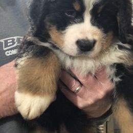 Bernese Mountain Dog Puppies from Humble Hearts Bernese