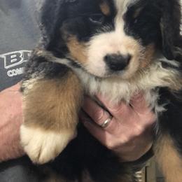Bernese Mountain Dog Puppies from Humble Hearts Bernese