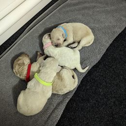 Goldendoodle puppies from Jes & Matt's Goldendoodles