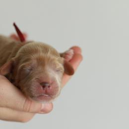 Red - Apricot male Australian Labradoodle puppy in Williamstown, New York from Lewis Manor Labradoodles