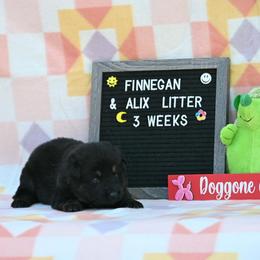 Green collar - Bi-color female German Shepherd puppy in Ramsey, Illinois from Haus-Farr German Shepherds