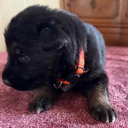 Orange boy - Black and tan male German Shepherd puppy in Sumerduck, Virginia from He Reigns