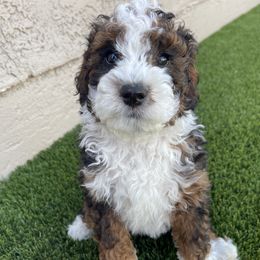 Chunk - Sable male Bernedoodle puppy in Superior, Arizona from Mountain Bridge Doodles