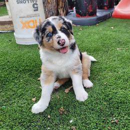Fawn - Blue merle male Border Collie puppy in Morgan, Texas from Shooting Star Ranch