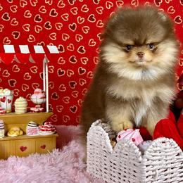 Pomeranians from Ray of Poms