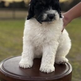 AC Slater - Black and white male Aussiedoodle puppy in Lake City, Florida from North Florida Poodles and Doodles