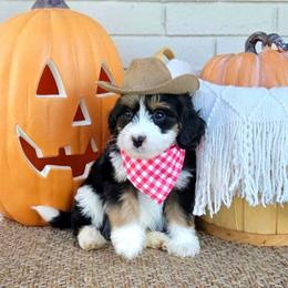 Cedar - Tri-color male Bernedoodle puppy in Russell Springs, Kentucky from 270 Doodles