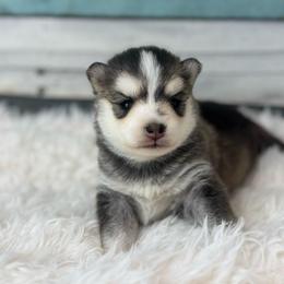 August - waitlist hold - Silver and white female Pomsky puppy in Krum, Texas from Paw-Some Pomskies