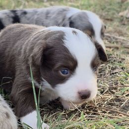 Hunter - Red tri-color male Miniature American Shepherd puppy in Leonard, Texas from Tin Roof Aussies