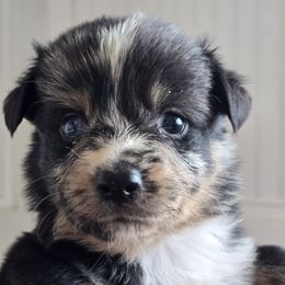 Mercy Otis - Blue merle female Australian Shepherd puppy in Wrightsville, Georgia from Wild Magnolia Farms Aussies