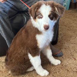 Australian Shepherd puppies from Al Sira Australian Shepherds