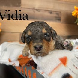 Aussiedoodle, Bernedoodle, Poodle, and Sheepadoodle Puppies from Draper Mountain Doodles