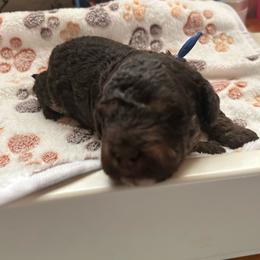 JOEY is 1 week old - Brown and tan male Cockapoo puppy in Crawford, Colorado from Saddle Mountain Doodles