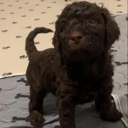 Rex - Brown male Bernedoodle puppy in Williston, Florida from Tera Caldwell