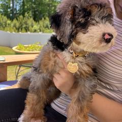 Australian Mountain Doodle Puppies from Magnolia Grove Farms