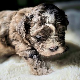 BENTLEY - Brindle and white male Shihpoo puppy in Rural Retreat, Virginia from Kopydlowski's Shihpoo and Shichon pups