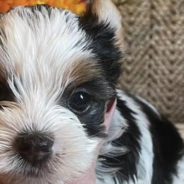 Yorkshire Terriers from Jo Smallwood