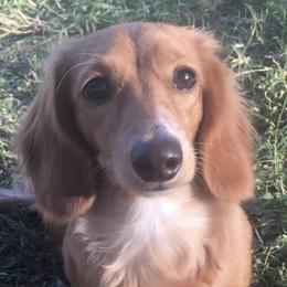 Dachshunds from Crimson’s longhair Dachshunds