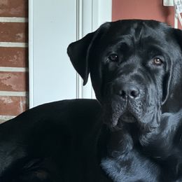 Labrador Retrievers from Remember Me Labrador Retrievers