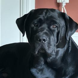 Labrador Retrievers from Remember Me Labrador Retrievers