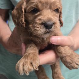 Pompompurin - Red male Cockapoo puppy in Conklin, Michigan from Lake Michigan Couture Cavapoos & Cockapoos