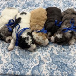 Bernedoodle puppies from Rose canyon doodles