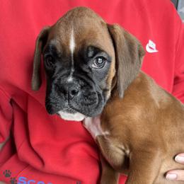 Scooby - Fawn male Boxer puppy in Cicero, New York from MK Boxer Haven of CNY