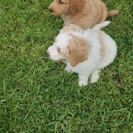 Goldendoodle Puppies from Costa's Curly Canines