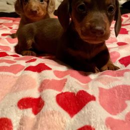 Dachshund and Miniature Schnauzer Puppies from The Bossy Doxie Farm
