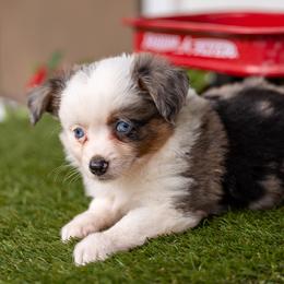 Halo - Blue merle female Toy Australian Shepherd puppy in Granbury, Texas from Best Little Aussies