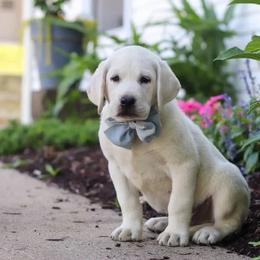 Whiskey - Yellow male Labrador Retriever puppy in Archer Lodge, North Carolina from Archer Lodge Labradors