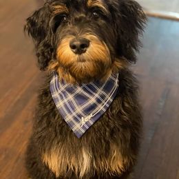 Aussiedoodle and Bernedoodle All Grown Up from Imels Doodles