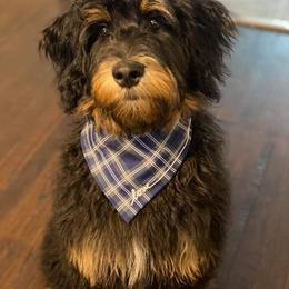 Aussiedoodle and Bernedoodle All Grown Up from Imels Doodles