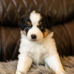 Girl 4 - female Miniature American Shepherd puppy in Tonopah, Arizona from King's Miniature American Shepherds
