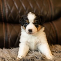 Girl 4 - female Miniature American Shepherd puppy in Tonopah, Arizona from King's Miniature American Shepherds