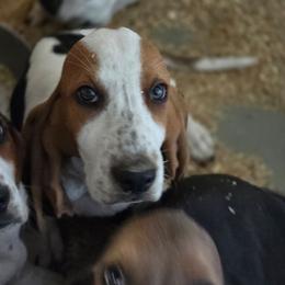 Sheoldred - Black brown and white female Basset Hound puppy in West Chester, Ohio from Bed-N-Bassets