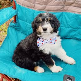 Gary - Black tri-color male Aussiedoodle puppy in Peyton, Colorado from Colorful Colorado Aussiedoodles