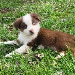Growlith - Red tri-color male Australian Shepherd puppy in Kenosha, Wisconsin from Out of this World Aussies