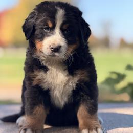 Girl 1 - Black rust and white female Bernese Mountain Dog puppy in New Haven, Indiana from Milan Berners