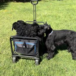 Lila - Giant Schnauzer