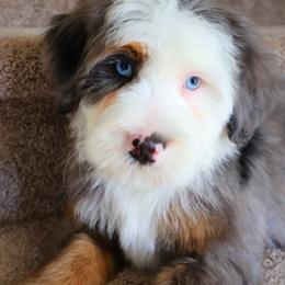 Axl - Merle male Bernedoodle puppy in Floyd, Virginia from Hearts and Paws Poodles and Doodles