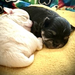 Chihuahua Puppies from Wild Mountain Chihuahuas