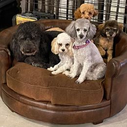 Poodles from Little Paws Poodles